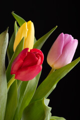 Yellow ,red and pink tulips isolated over a black background