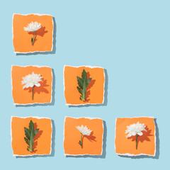 Spring creative layout with white flowers on bright orange torn paper and pastel blue background. 80s, 90s retro romantic aesthetic summer concept. Minimal surreal fashion bloom idea.