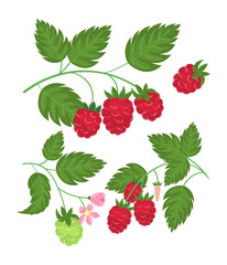 Raspberry plant twig. Sprig of raspberries set with berry and leafs. Elements constructor for design congratulations, invitations, cards, banners. Isolated on white background vector illustration. - obrazy, fototapety, plakaty