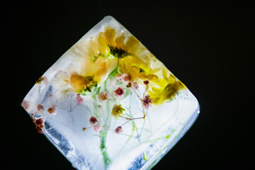 Frozen artistic fresh flowers in ice cubes. Art.