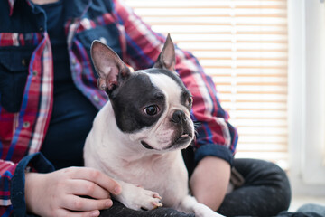 The boy holds his pet dog of the Boston Terrier breed in his arms with love at home. Dog care