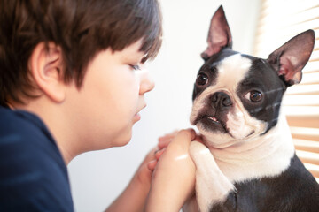 The boy lovingly holds in his hands the paws of his pet and friend, a Boston Terrier dog at home....