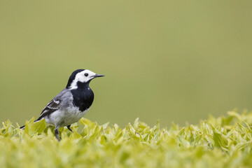 Obraz premium Bachstelze auf Hecke