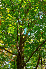 緑の葉が生い茂る木