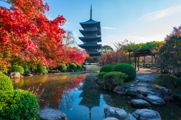 Fototapeta premium 京都 東寺の紅葉