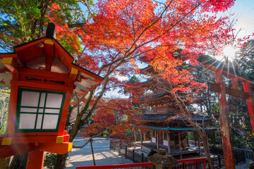 京都　海住山寺（かいじゅうせんじ）の五重塔と紅葉