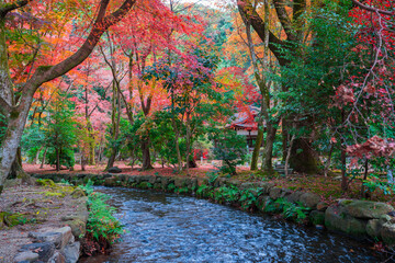 京都　上賀茂神社の紅葉
