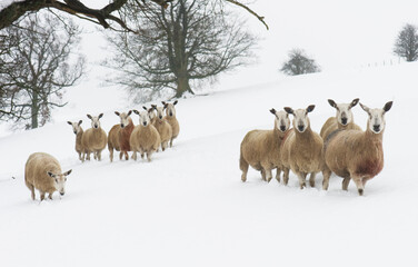 a flock of sheep in a snowy landscape looking towards the camera