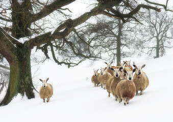 flock of sheep in the snow