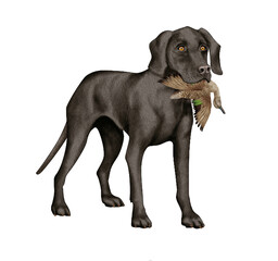 Fototapeta premium chien, animal de compagnie, braque de weimar, noir, gibier, sarcelle , mal, femelle, à poil court, animal, brun, chiot, canidé, isolé, braque, joli, race, blanc, portrait, mammifère, chien de rapport