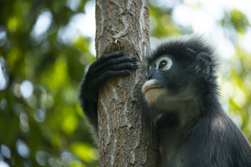 Langurs à lunettes ou langurs obscurs (spectacled langur) dans une forêt tropicale en Thaïlande au regard expressif