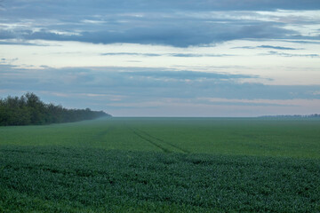 Fototapeta na wymiar landscape of grass field. farmers field and blue sky.