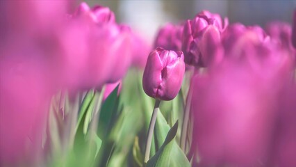 Tulips are a genus of spring-blooming perennial herbaceous bulbiferous geophytes