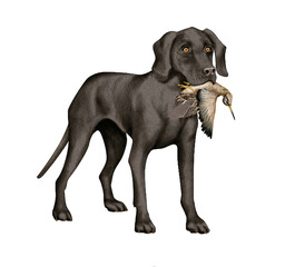 Fototapeta premium chien, animal de compagnie, braque de weimar, noir, gibier, bécasse des marais , mal, femelle, à poil court, animal, brun, chiot, canidé, isolé, braque, joli, race, blanc, portrait, mammifère, chien 