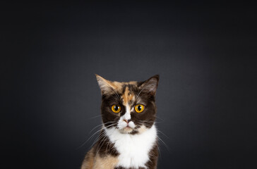 Head shot of pretty choc tortie British Shorthair cat, looking towards camera with amazing orange eyes. Isolated on a black background with copy space.