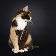 Obraz premium Pretty choc tortie British Shorthair cat, sitting up facing front. Looking side ways showing profile with amazing orange eyes. Isolated on a black background.