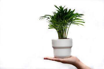 Mano de mujer joven sosteniendo una planta verde con una maceta blanca en la palma de su mano sobre un fondo blanco