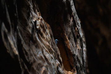 The dove from inside the caves in NEOM, Saudi Arabia
