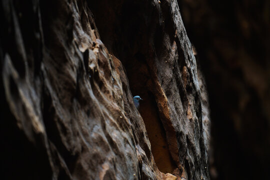 eking Out from a Dark Rocky Cave Crevice in NEOM Saudi Arabia