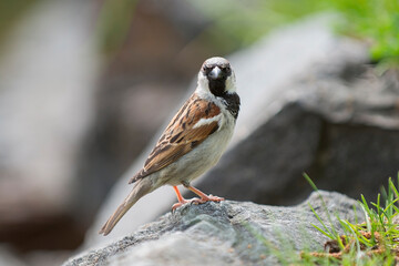 sparrow