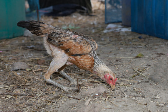The fighting hen eat food in farm at thailand