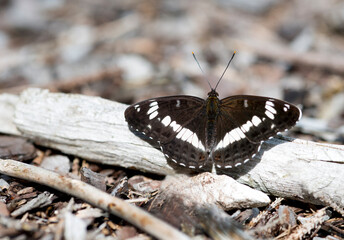 A butterfly Eurasian white admiral - Limenitis camilla - resting on a piece of wood in close-up view