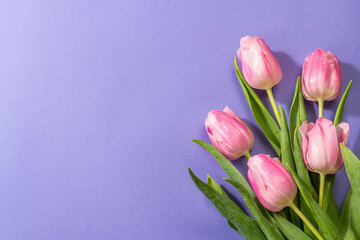 Fresh flower composition, a bouquet of pink tulips, isolated on a trendy very peri color background