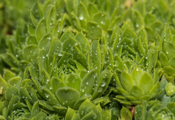 Fototapeta na wymiar houseleek - genus Sempervivum - with waterdrops in close-up view