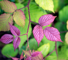 green and purple leaves of a blackberry - Rubus fruticosus. colorfull foliage