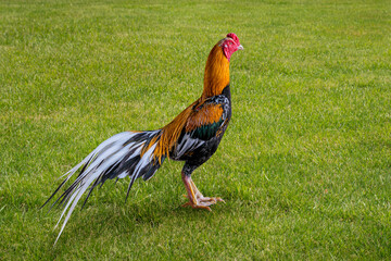 Fototapeta premium The best of thailand cock. White Tail-yellow cock or Kai Lueng Hang Khao.