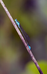 close up view of a damselfly in natural environment
