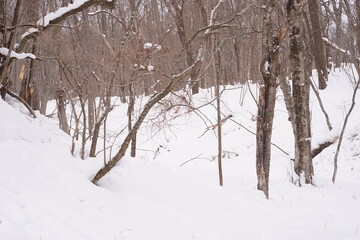 日本 北海道 網走 雪山 森林