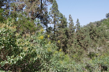 Kiefern und Gänsedisteln auf Gran Canaria