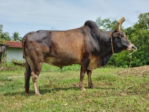ox for fighting in southern of Thailand