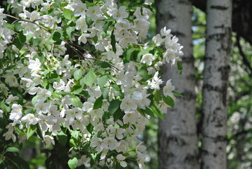 Blooming apple orchard , flowering tree in spring Russian birch photo