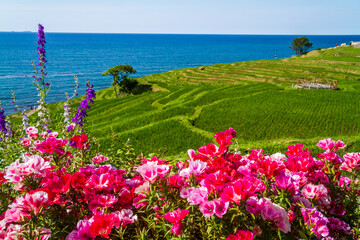 石川県　白米千枚田　初夏の輪島市棚田