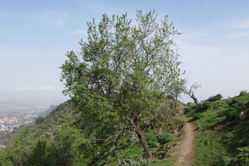 Wanderweg und Baum auf einem Berg auf Gran Canaria