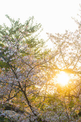 Pink sakura blossom flower sunset light outdoor park =