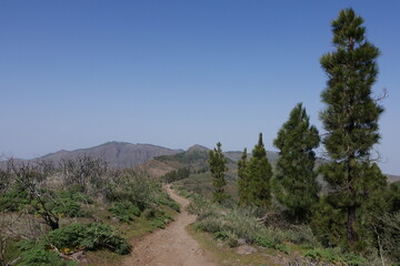 Weg und Kiefern in der Berglandschaft von Gran Canaria