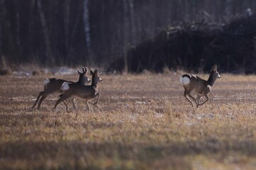 Naklejka na ściany i meble Three roe deer running across the field