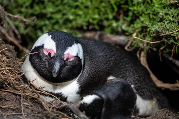 Ein Humboldt-Pinguine liegt zwischen grünen Büschen bei Bettys Bay auf einem kleinen Erdhaufen,...