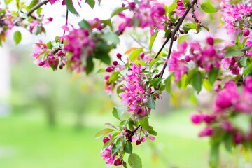 Blooming branches of a decorative apple tree. A blossoming tree.