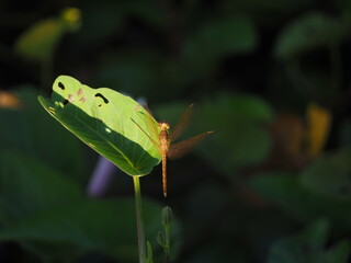 grasshopper on a leaf