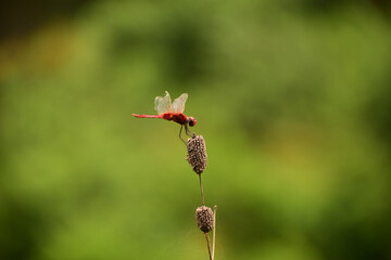Red dragonfly on a dry flower