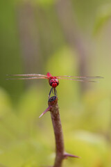 Red dragonfly on a branch