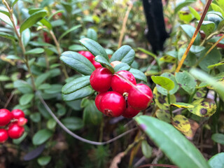 cowberry