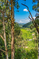 Fototapeta na wymiar Ella gap, the view of mountains with tea plantation around Ella with tea plantation, Sri Lanka, vertical