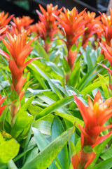 Red Bromeliad flower with green leaf background. Nature colorful flower background in garden at Thailand