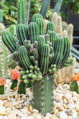 Cactus with green leaf background. Tropical flower in garden at Thailand