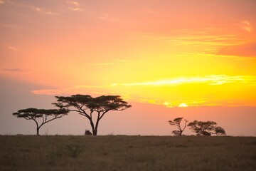 Fototapeta na wymiar Horizontal sunrise landscape view with acacia trees at safari in Serengeti national park, Tanzania
